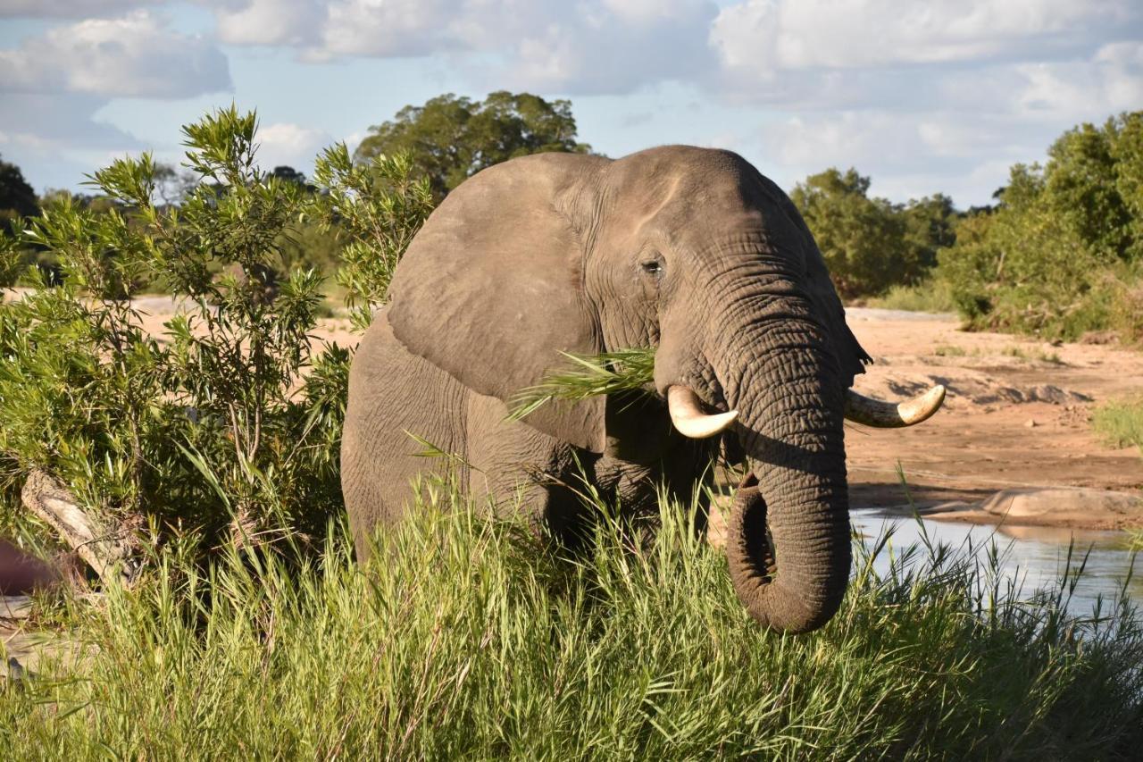 Inyati Game Lodge Sabi Sand Game Reserve Exterior foto