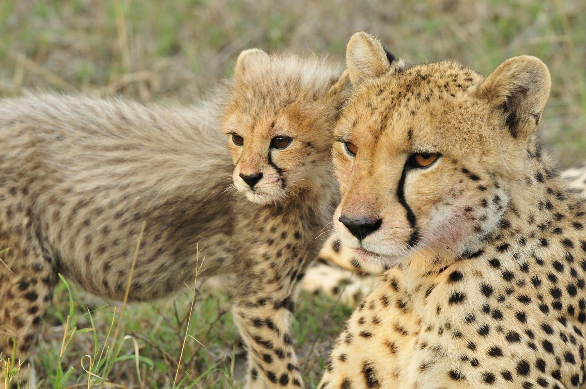 Inyati Game Lodge Sabi Sand Game Reserve Exterior foto