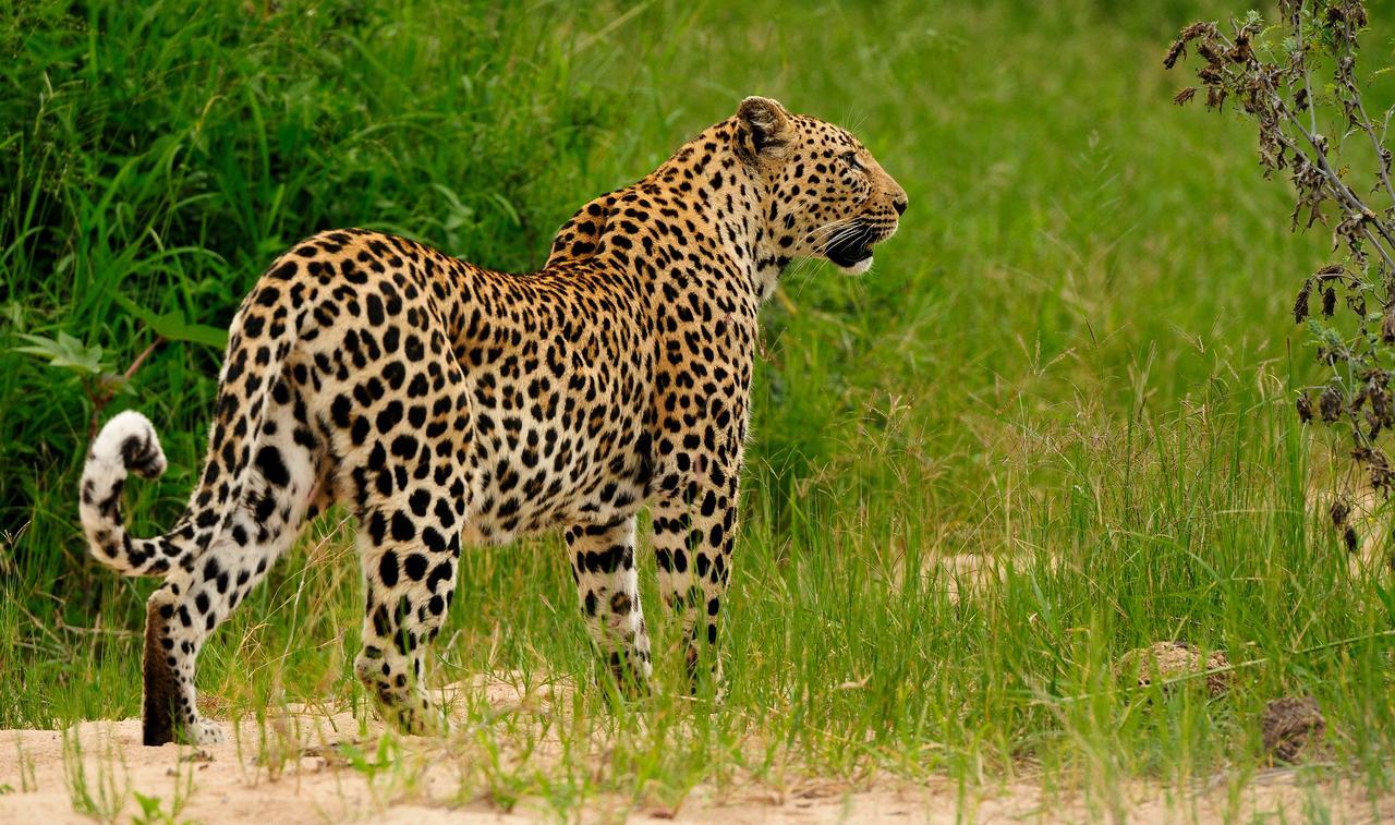Inyati Game Lodge Sabi Sand Game Reserve Exterior foto